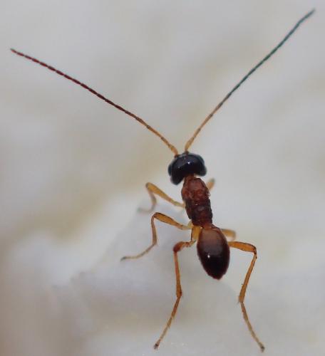 Chasmodon sp.